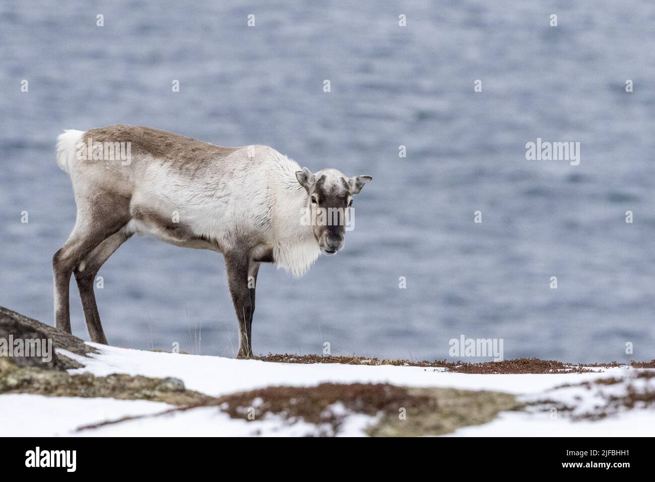 Norway, Varanger Fjord, Vadso, Reindeer (Rangifer tarandus), called Caribou in Canada, searches for food on plowed rocks Stock Photo