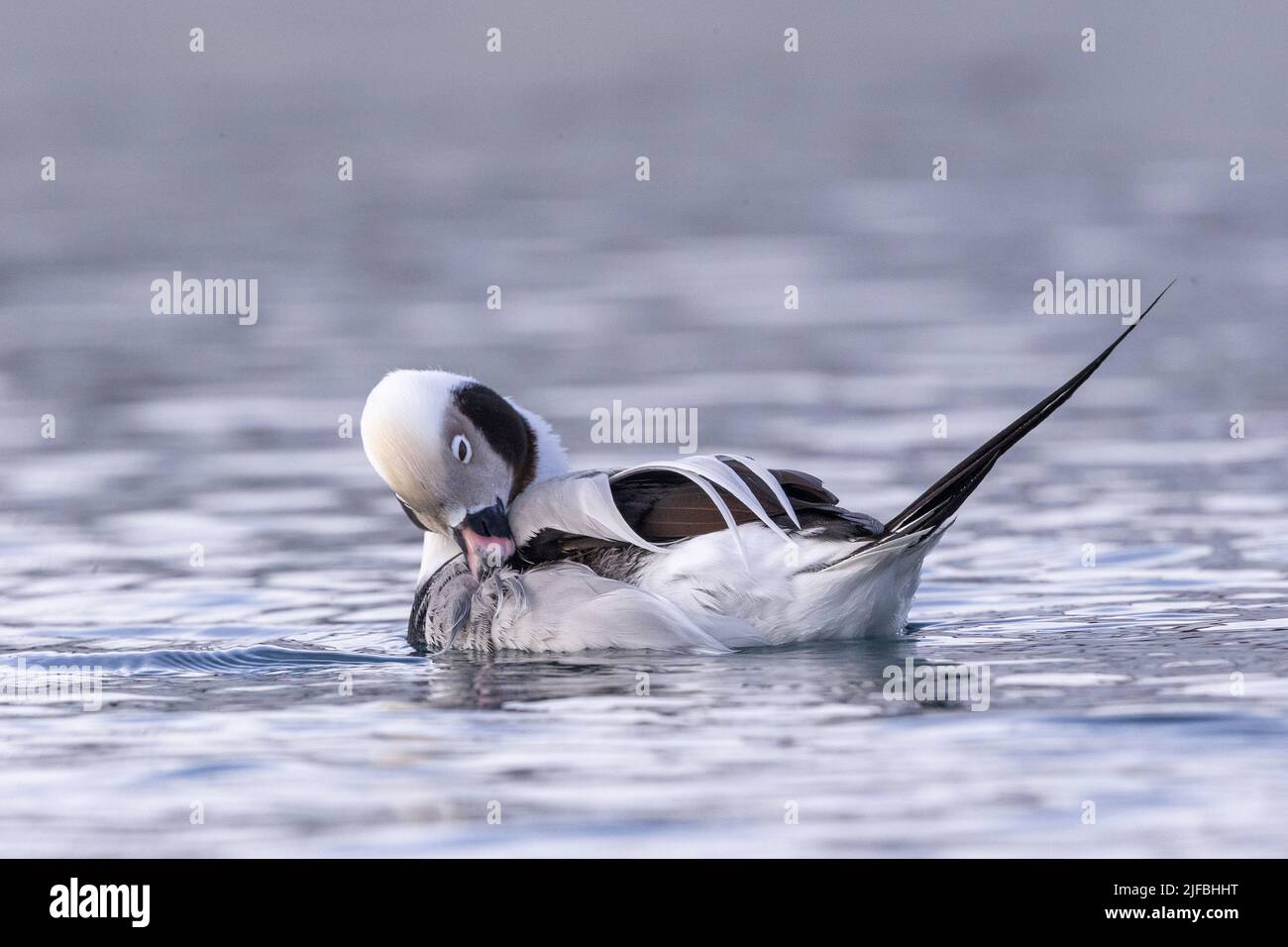 Norway, Båtsfjord, Harbour of Båtsfjord,Long-tailed duck (Clangula hyemalis), commonly known in North America as Oldsquaw, male Stock Photo