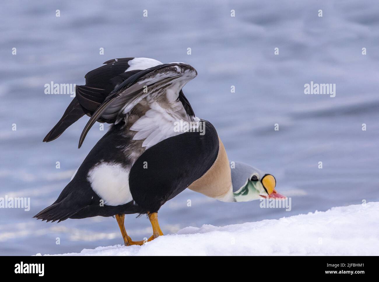 Norway, Båtsfjord, Harbour of Båtsfjord, King eider (Somateria spectabilis), male resting on a piece of snow Stock Photo