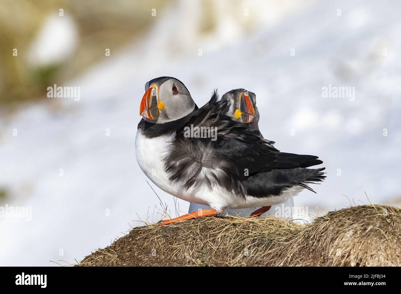 Norway, Varanger Fjord, Vardø or Vardo, Island of Hornøya, protected island with large colonies of seabirds, Atlantic Puffin (Fratercula arctica) ,in the snow Stock Photo