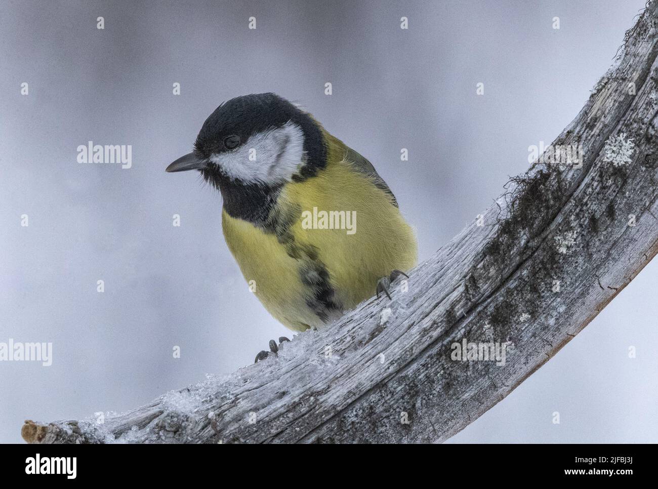 Norway, Varanger Fjord, Vadso, Great Tit (Parus major), in the snow Stock Photo