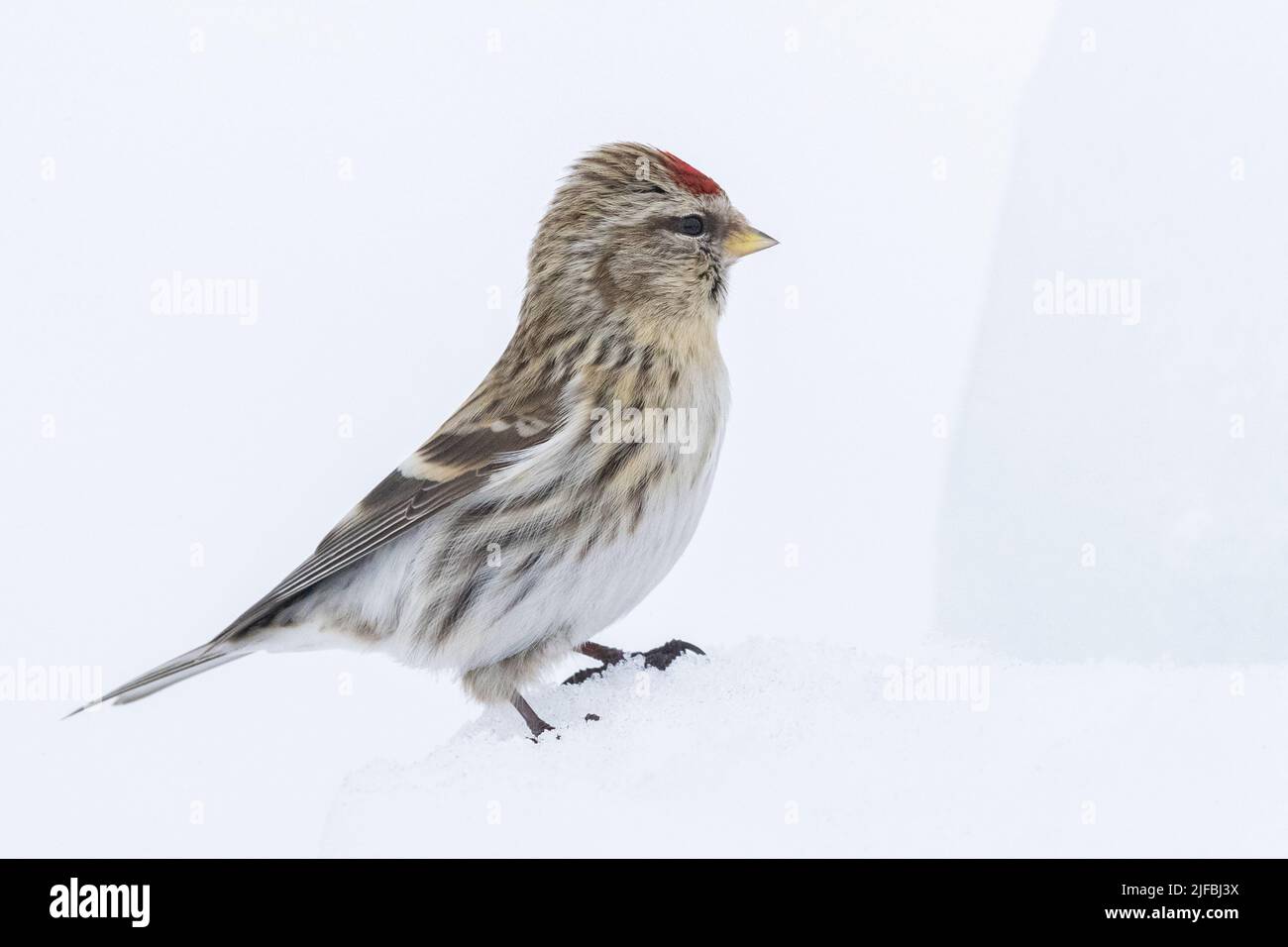 Norway, Varanger Fjord, Vadso, Common redpoll (Acanthis flammea), in the snow Stock Photo