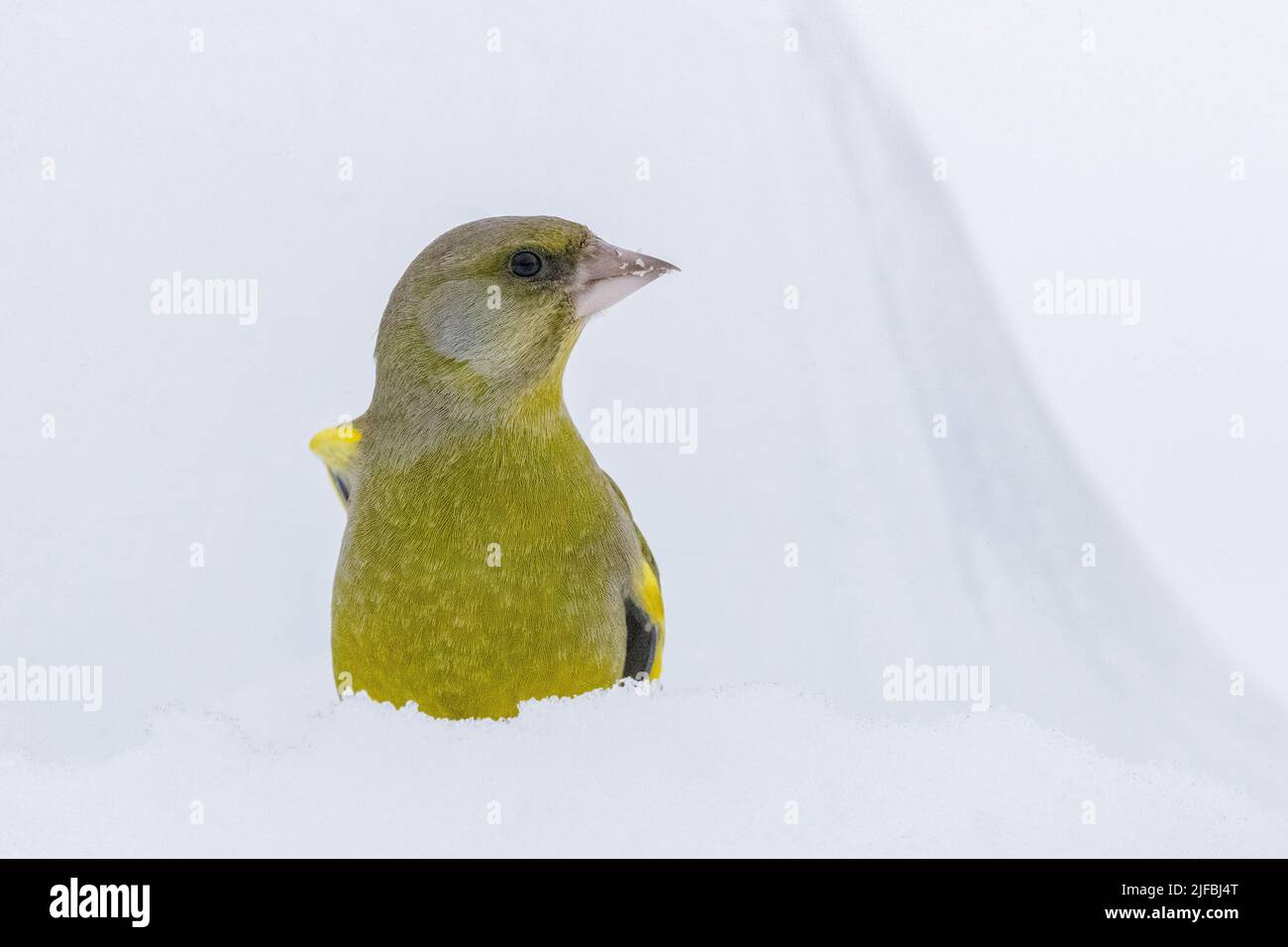 Norway, Varanger Fjord, Vadso, European greenfinch, or greenfinch (Chloris chloris) Stock Photo