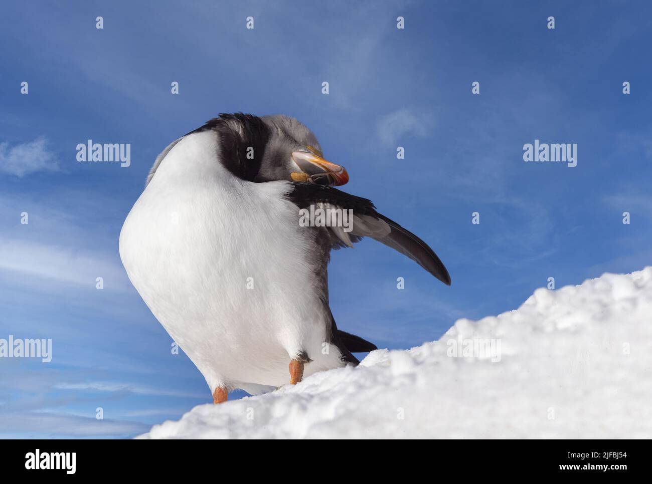 Norway, Varanger Fjord, Vardø or Vardo, Island of Hornøya, protected island with large colonies of seabirds, Atlantic Puffin (Fratercula arctica), in the snow Stock Photo