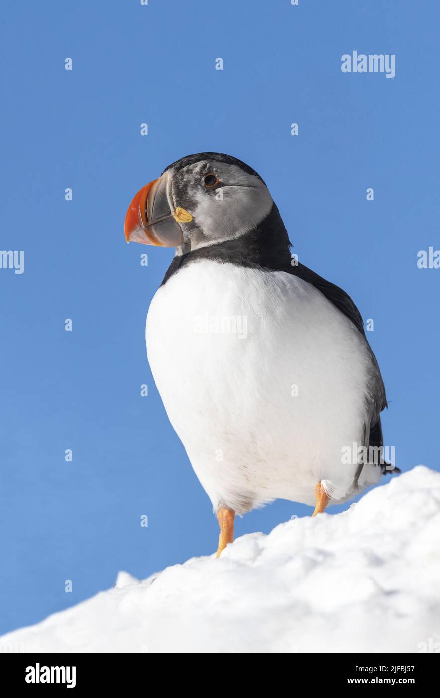 Norway, Varanger Fjord, Vardø or Vardo, Island of Hornøya, protected island with large colonies of seabirds, Atlantic Puffin (Fratercula arctica), in the snow Stock Photo