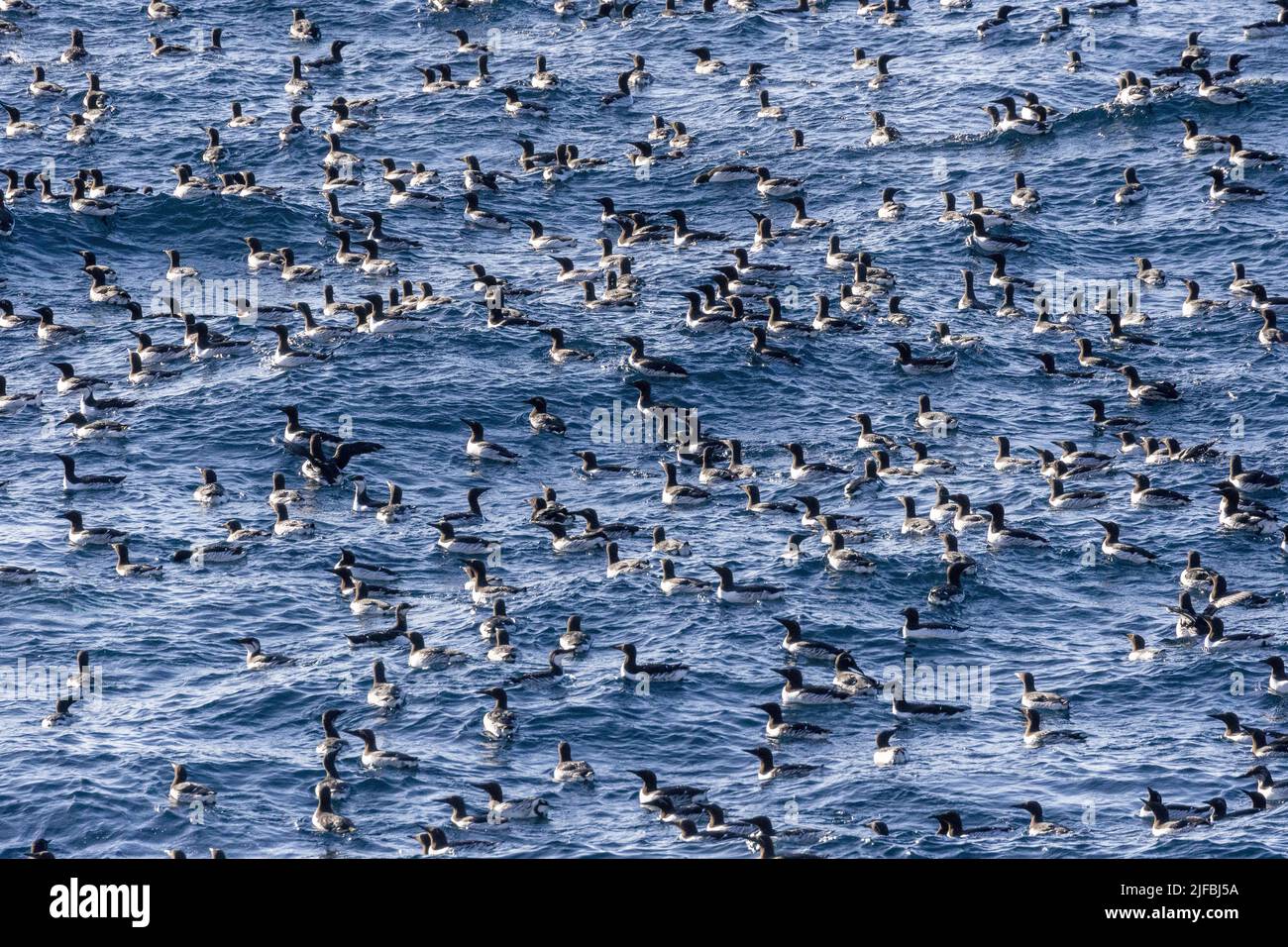 Norway, Varanger Fjord, Vardø or Vardo, Island of Hornøya, protected island with large colonies of seabirds, birds in flight Stock Photo