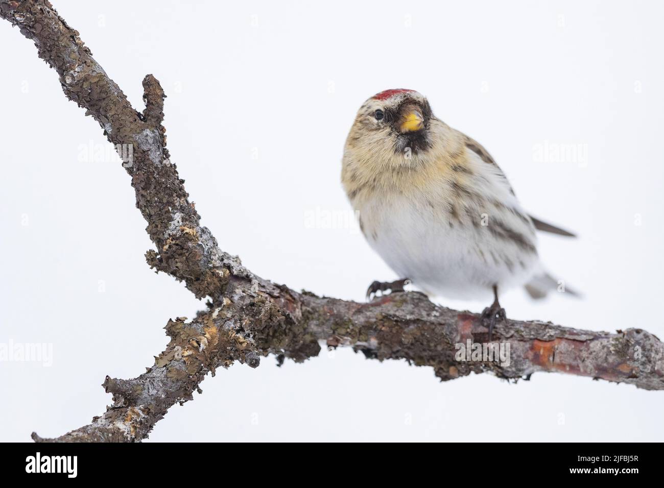 Norway, Varanger Fjord, Vadso, Common redpoll (Acanthis flammea), in the snow Stock Photo