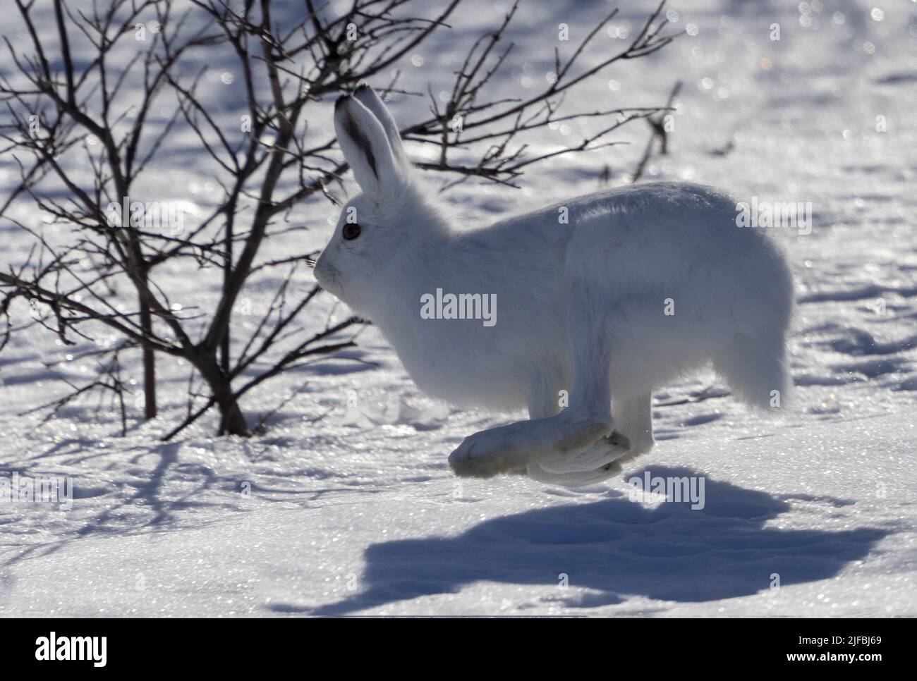 Norway, Varanger Fjord, Vadso, Arctic hare (Lepus arcticus), in the snow Stock Photo