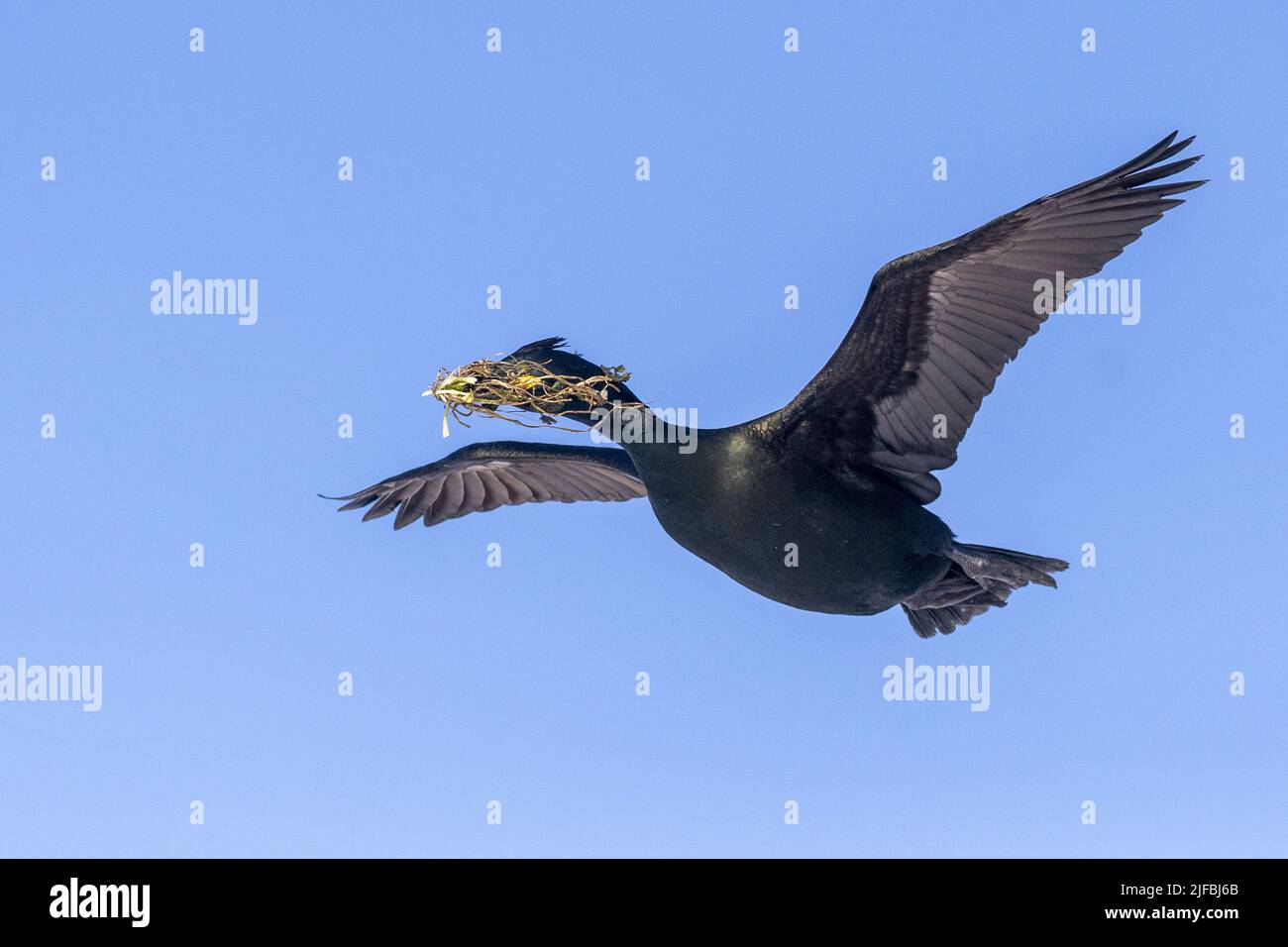 Norway, Varanger Fjord, Vardø or Vardo, Island of Hornøya, protected island with large colonies of seabirds, European shag or common shag (Phalacrocorax aristotelis), in flight with material for the nest building ( seeweeds) Stock Photo