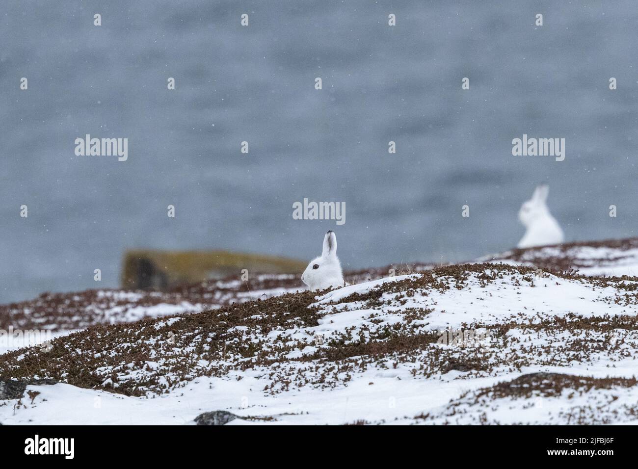 Norway, Varanger Fjord, Vadso, Arctic hare (Lepus arcticus), in the snow Stock Photo