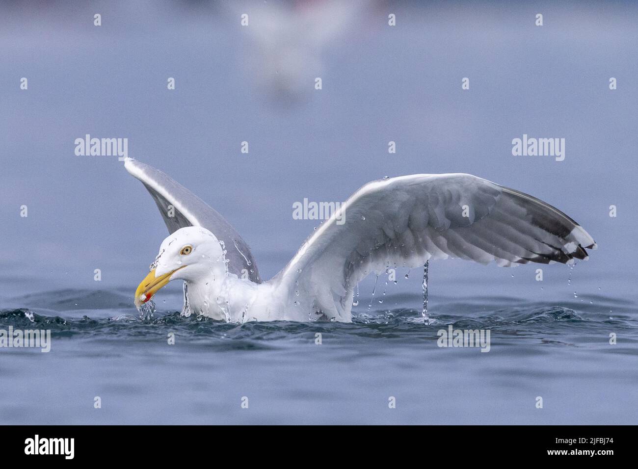 Norway, aranger Fjord, Båtsfjord, Harbour of Båtsfjord, European herring gull (Larus argentatus), in flight Stock Photo