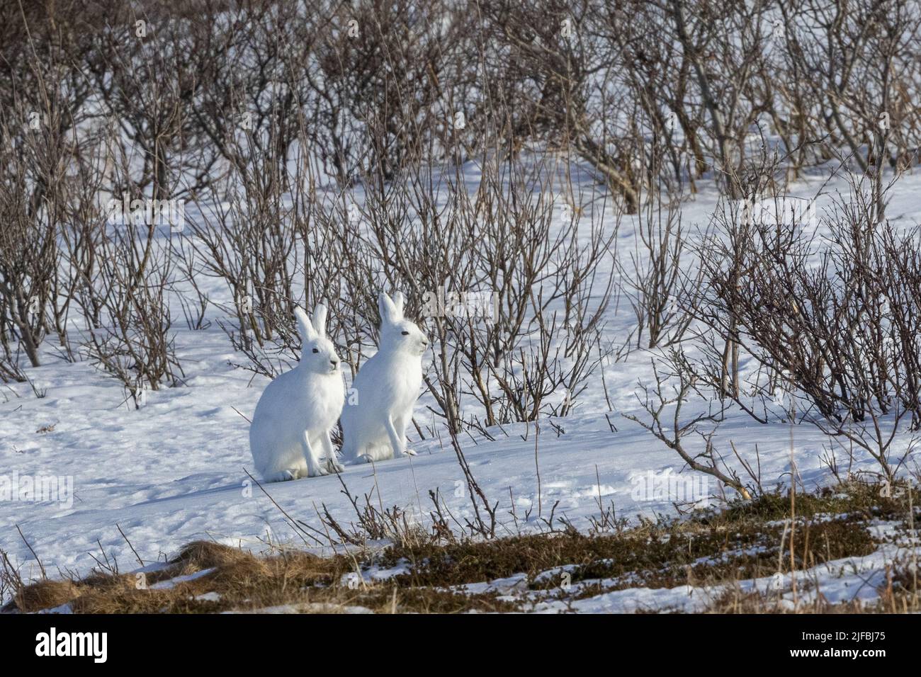 Norway, Varanger Fjord, Vadso, Arctic hare (Lepus arcticus), in the snow Stock Photo