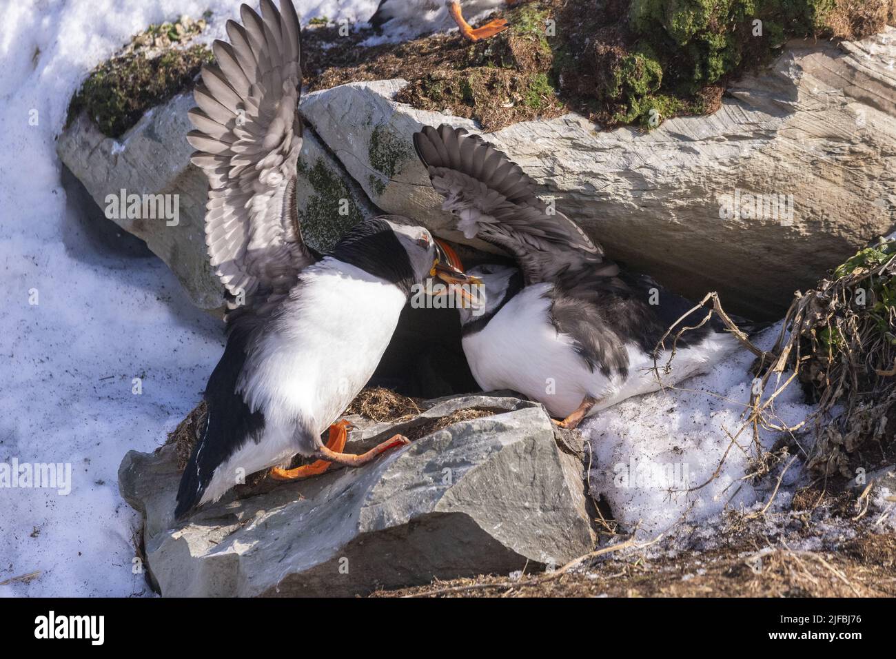 Norway, Varanger Fjord, Vardø or Vardo, Island of Hornøya, protected island with large colonies of seabirds, Atlantic Puffin (Fratercula arctica), fight n the snow Stock Photo