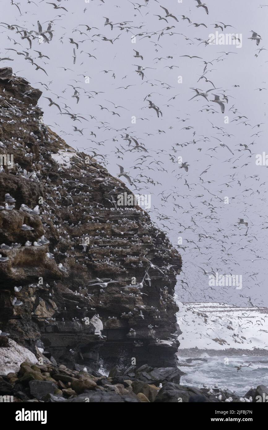 Norway, Varanger Fjord, Vadso, Ekkeroy protected area with important seabird colonies including a large breeding colony of black-legged kittiwakes or black-legged kittiwakes (Rissa tridactyla) on a cliff, Stock Photo