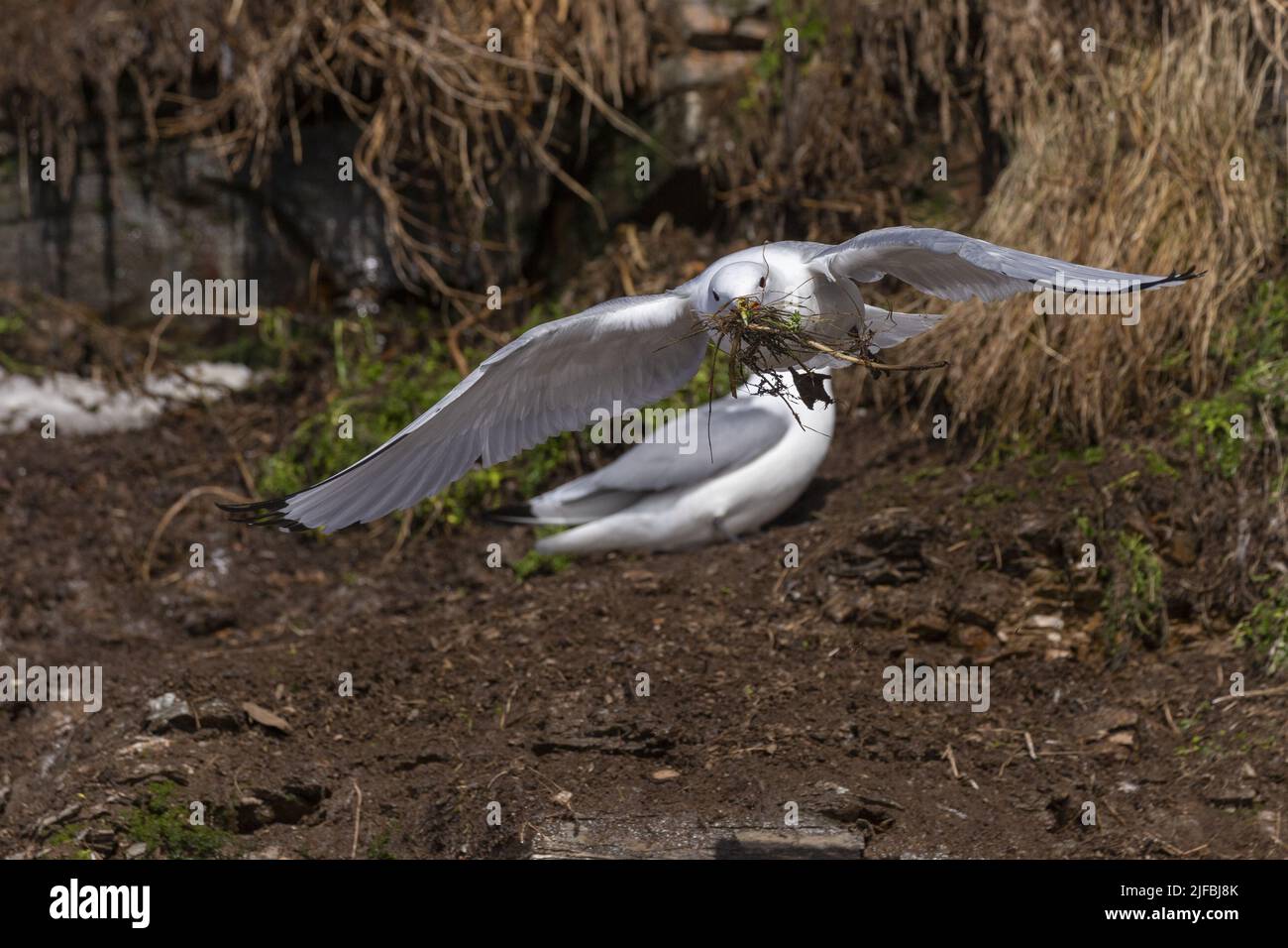 Norway, Varanger Fjord, Vadso, Ekkeroy protected area with important seabird colonies including a large breeding colony of black-legged kittiwakes or black-legged kittiwake (Rissa tridactyla) on a cliff, fight in flight Stock Photo
