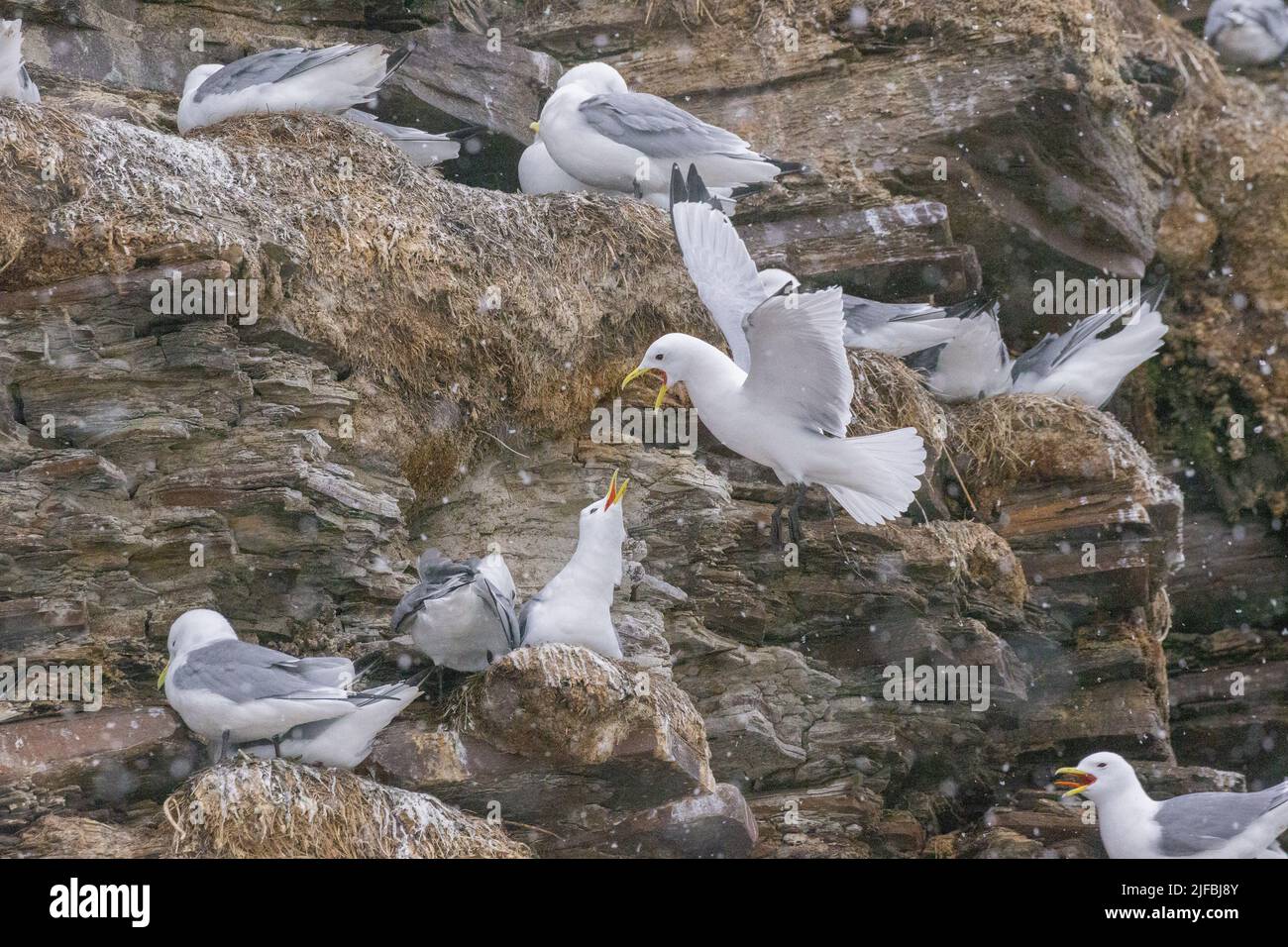 Norway, Varanger Fjord, Vadso, Ekkeroy protected area with important seabird colonies including a large breeding colony of black-legged kittiwakes or black-legged kittiwakes (Rissa tridactyla) on a cliff, Stock Photo