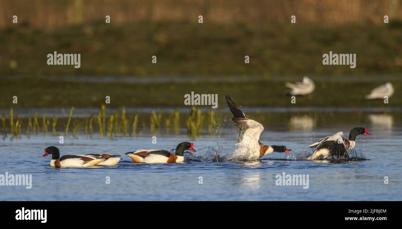 France, Somme, Baie de Somme, Le Crotoy, Marais du Crotoy, in spring the Common Shelduck (Tadorna tadorna) are competing for females and the males are bickering among themselves Stock Photo