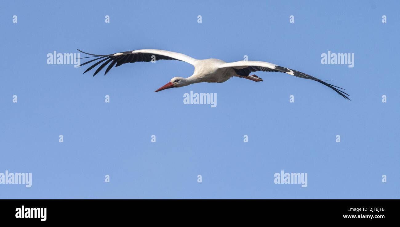 France, Somme, Baie de Somme, Basse vallée de la Somme, Boismont, nesting of white storks (Ciconia ciconia - White Stork) in spring. A pair starts nesting on an existing nest. Passage of birds in flight near the site which shelters several nests Stock Photo