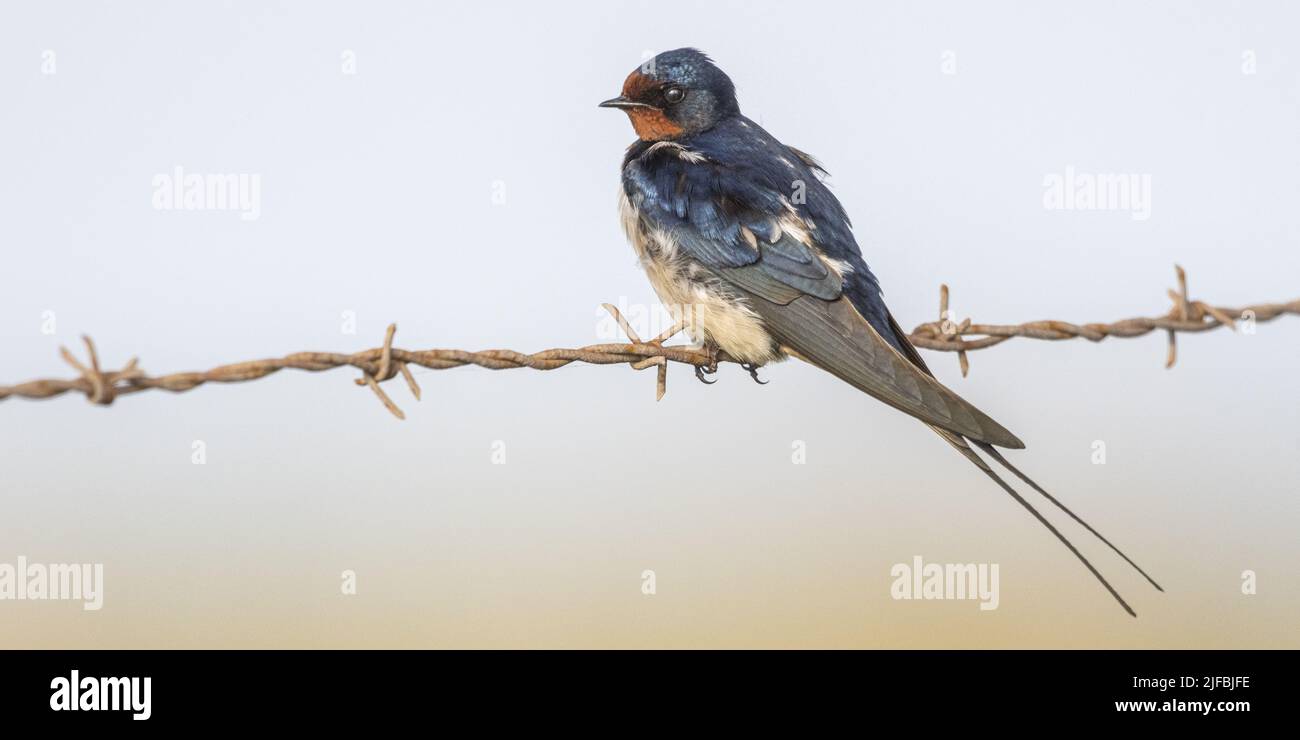 France, Somme, Baie de Somme, Cayeux-sur-mer, Ault, Le hâble d'Ault, Barn Swallow (Hirundo rustica - Barn Swallow) on a barbed wire Stock Photo