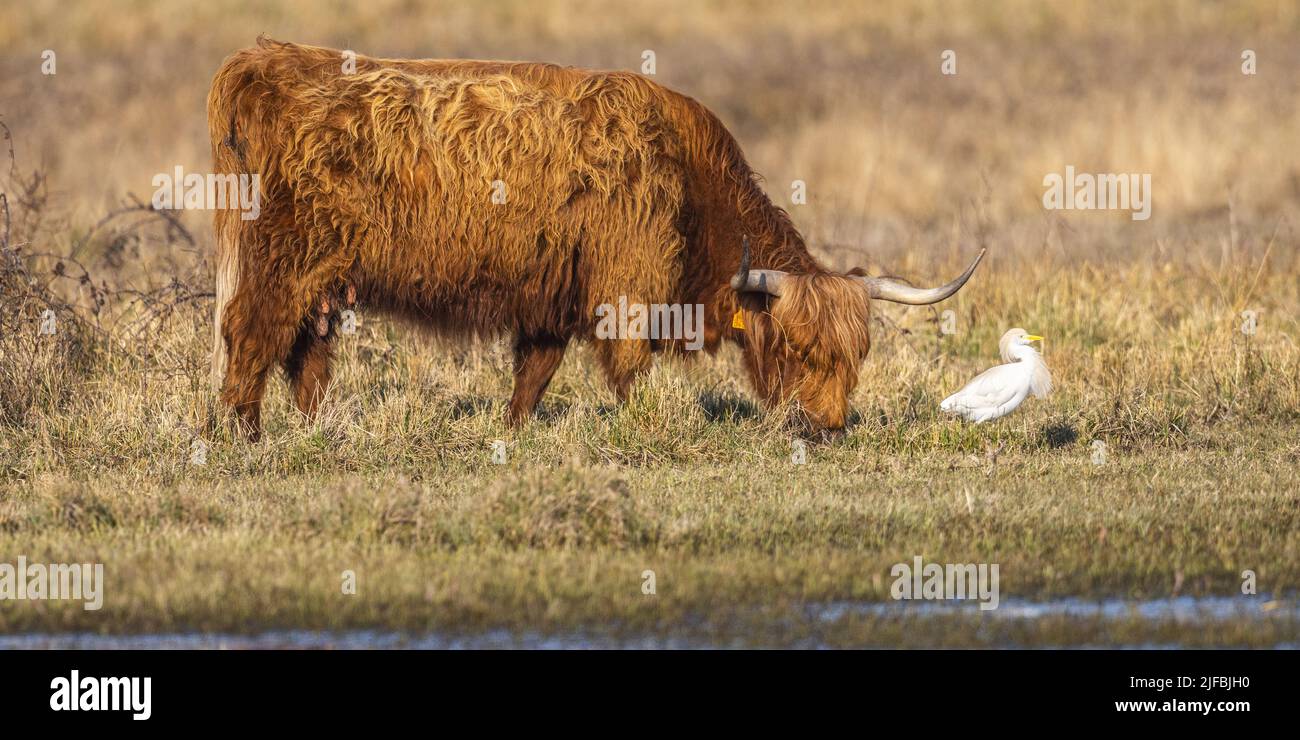 France, Somme, Baie de Somme, Le Crotoy, Marais du Crotoy, Scottish Highland Cattle used for eco-grazing in Le Crotoy marsh, sometimes accompanied by cattle herons Stock Photo