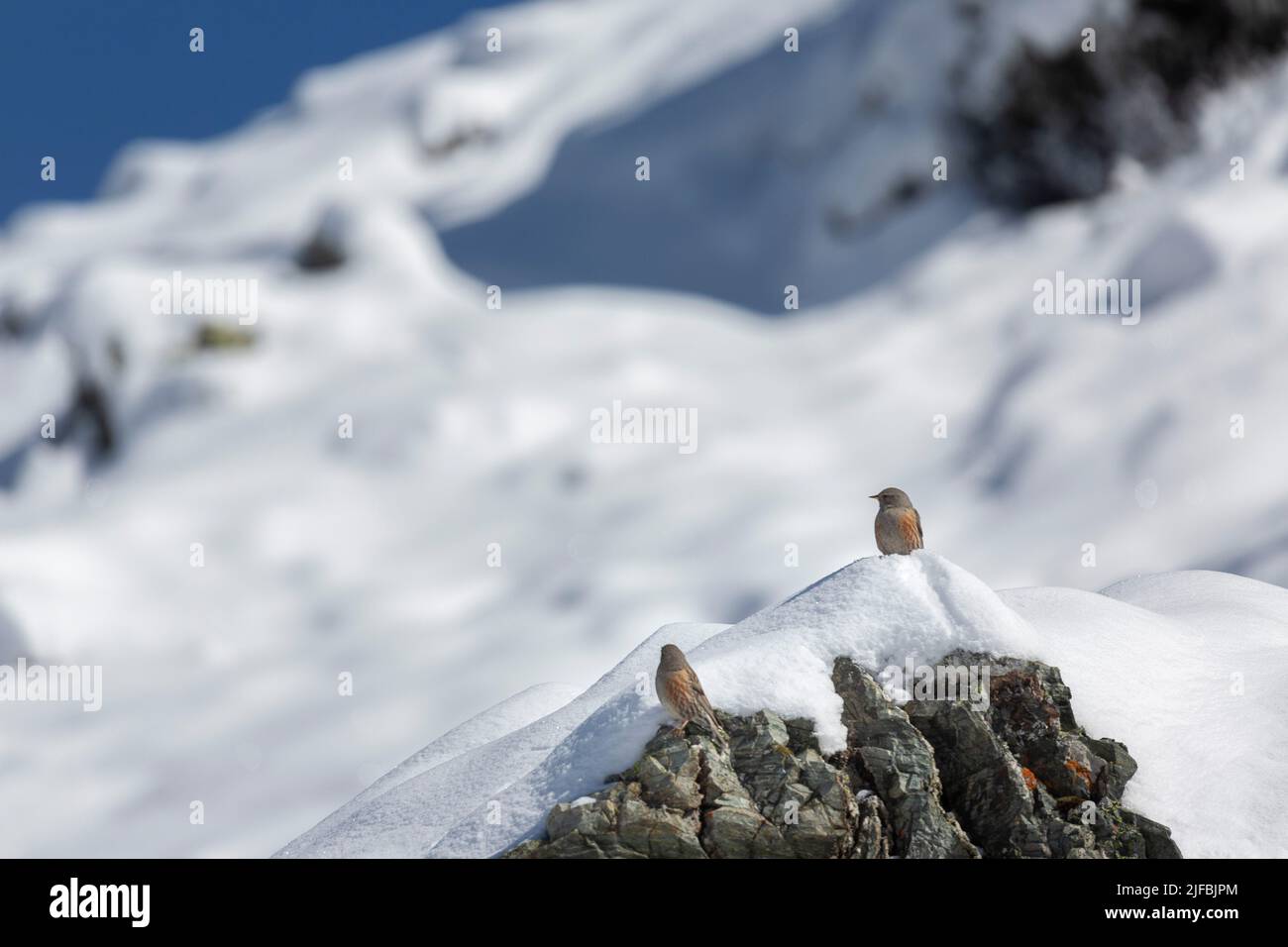 France, Isere, Belledonne massif, alpine accenter (Prunella collaris) Stock Photo