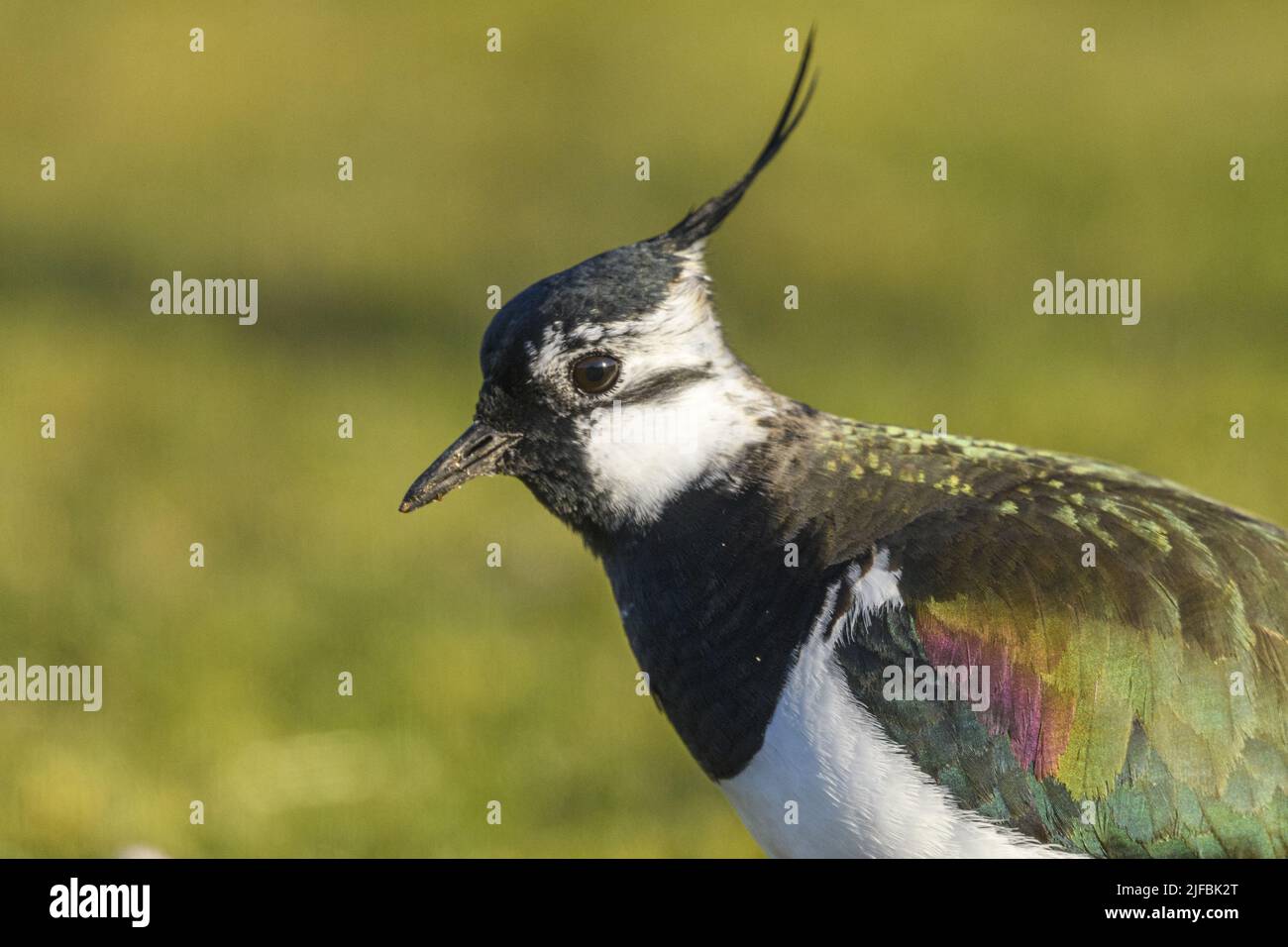 France, Somme, Baie de Somme, Cayeux-sur-mer, Ault, Le Hâble d'Ault, in spring the Northern Lapwing (Vanellus vanellus) feeds and nests in the gravelly lawns of the hâble dotted with pebbles Stock Photo