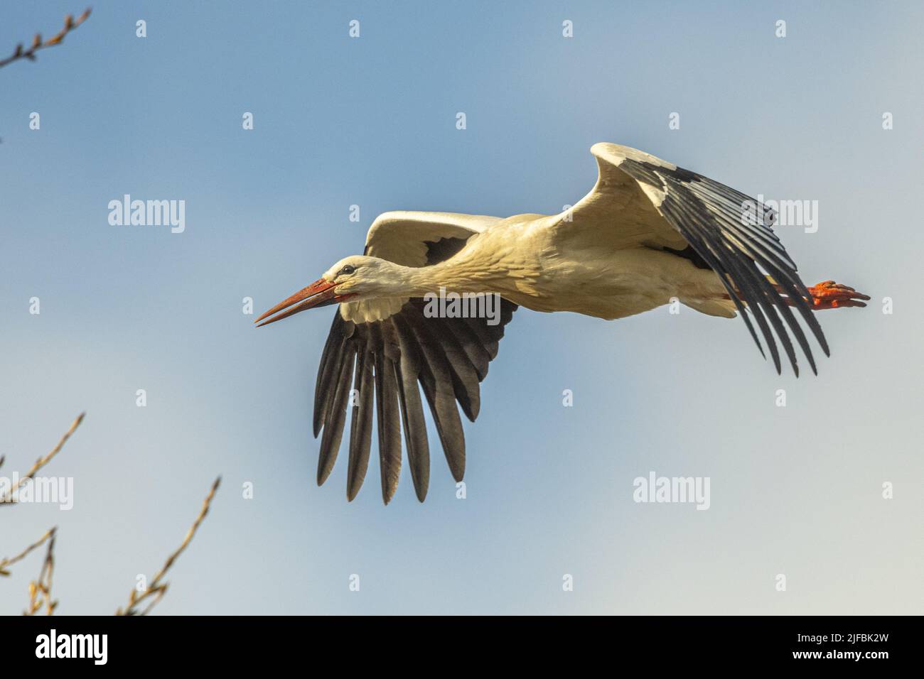 France, Somme, Baie de Somme, Basse vallée de la Somme, Boismont, nesting of white storks (Ciconia ciconia - White Stork) in spring. A pair starts nesting on an existing nest. Passage of birds in flight near the site which shelters several nests Stock Photo
