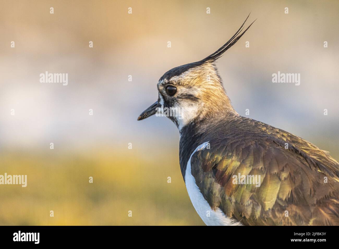 France, Somme, Baie de Somme, Cayeux-sur-mer, Ault, Le Hâble d'Ault, in spring the Northern Lapwing (Vanellus vanellus) feeds and nests in the gravelly lawns of the hâble dotted with pebbles Stock Photo
