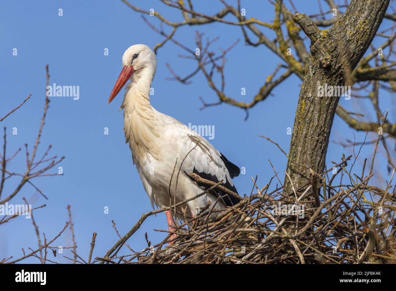 France, Somme, Baie de Somme, Low valley of the Somme, Boismont, nesting of white storks (Ciconia ciconia) in spring. A pair starts nesting on an existing nest. The partners spend long periods alone or in pairs on the nest Stock Photo