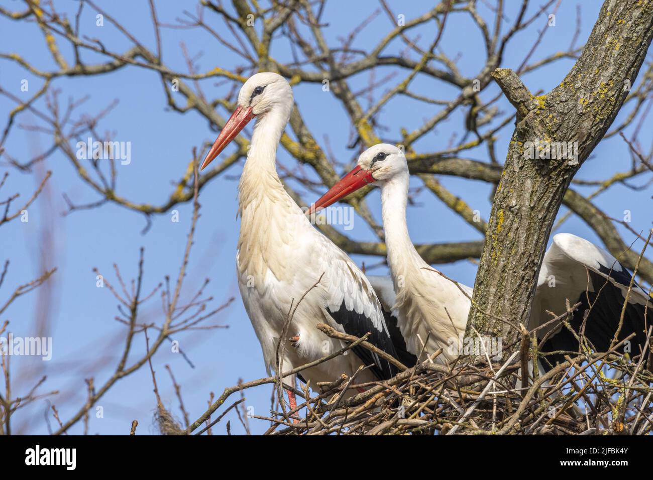 UNITED STATES - June 2023: Ibis spend time catching bugs in the abandoned  village of Portsmouth. Hurricane Dorian, which made landfall on September 6  Stock Photo - Alamy