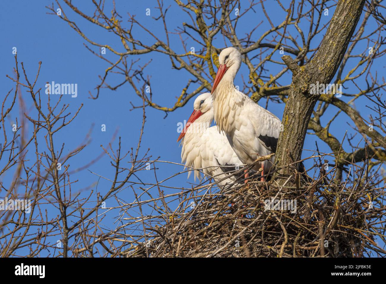 France, Somme, Baie de Somme, Low valley of the Somme, Boismont, nesting of white storks (Ciconia ciconia) in spring. A pair starts nesting on an existing nest. The partners spend long periods alone or in pairs on the nest Stock Photo