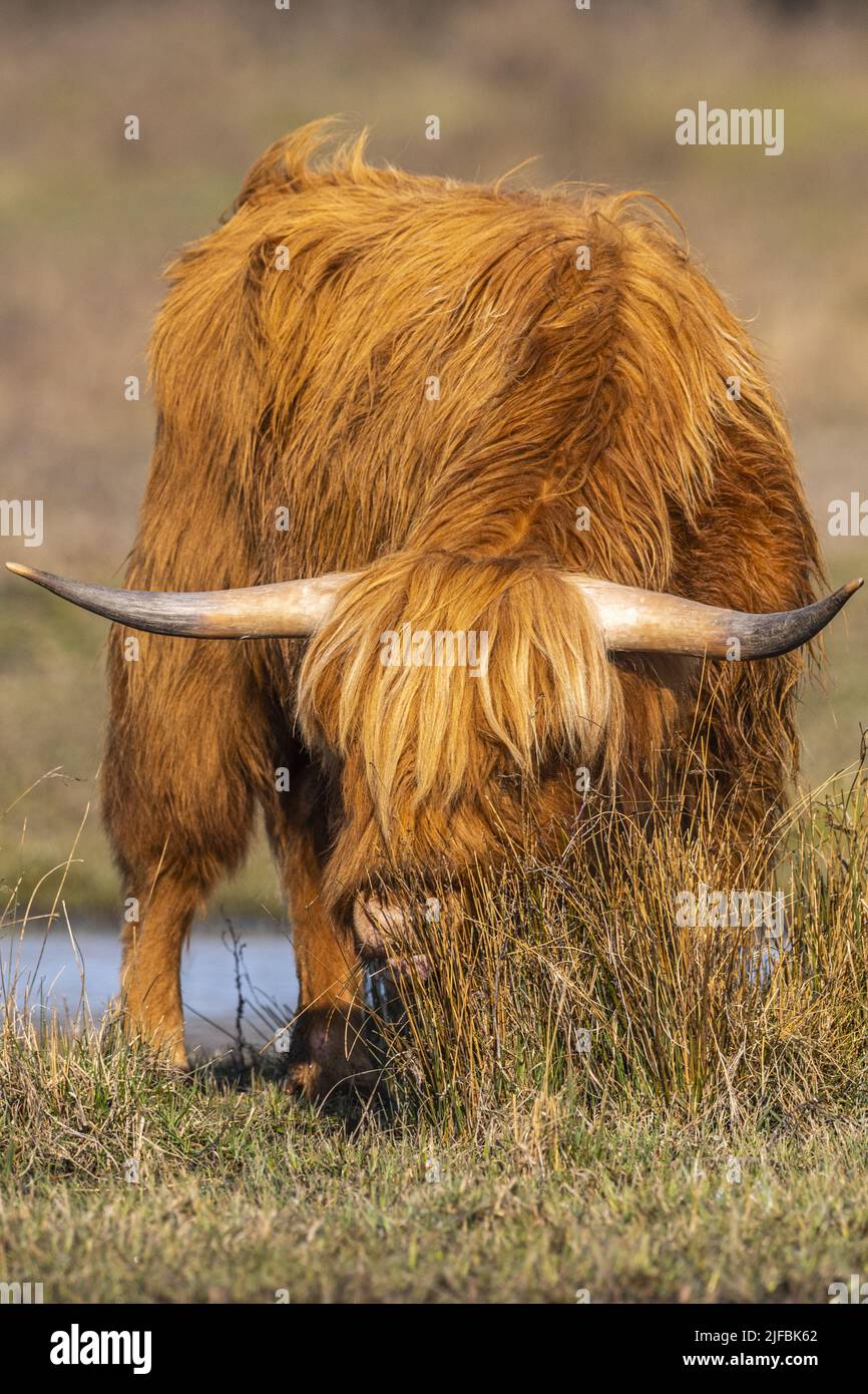 France, Somme, Baie de Somme, Le Crotoy, Marais du Crotoy, Scottish Highland Cattle used for eco-grazing in Le Crotoy marsh, sometimes accompanied by cattle herons Stock Photo