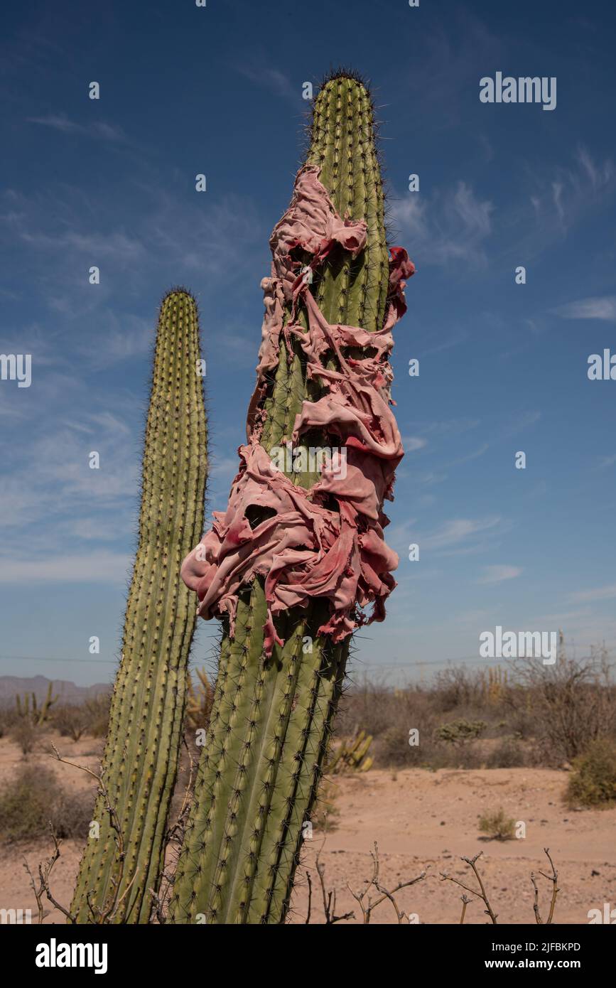 A torn and faded red rag wrapped around the arm of a cardon cactus in the Sonoran Desert. Stock Photo