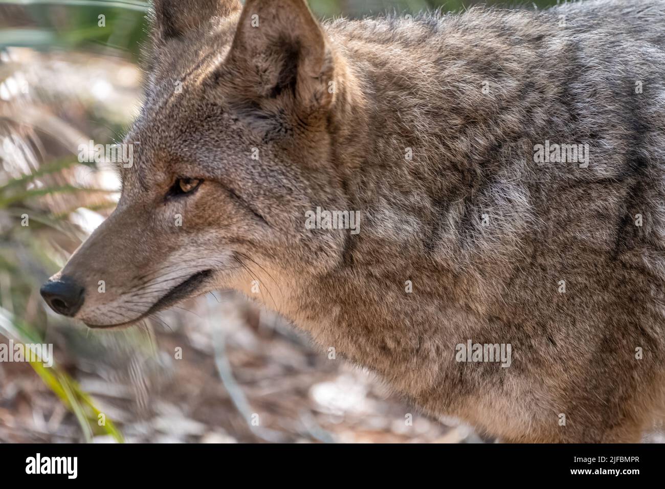 Coyote (Canis latrans thamnos) at Jacksonville Zoo and Gardens in Jacksonville, Florida. (USA) Stock Photo