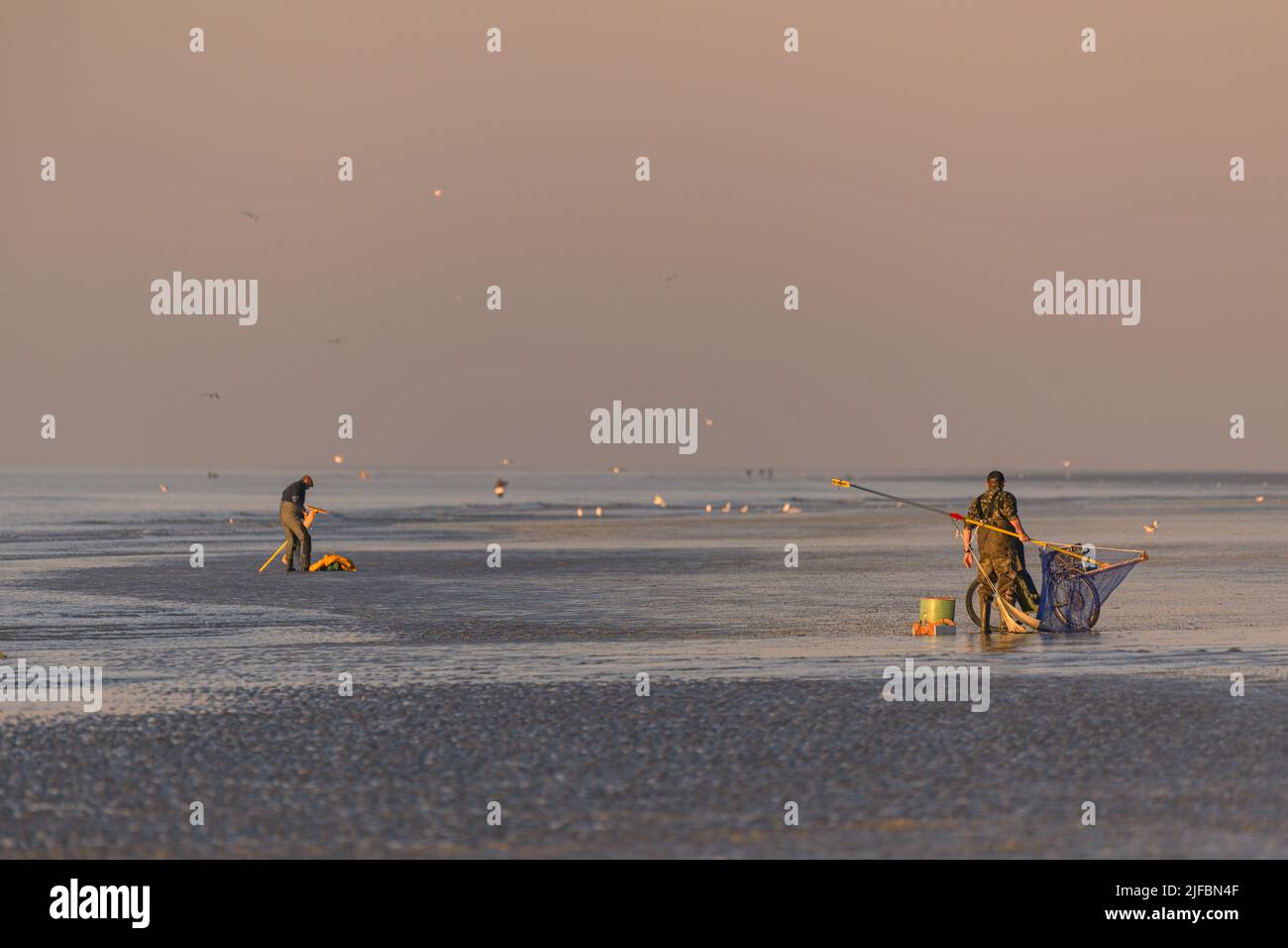 France, Somme, Quend-Plage, at low tide, the fishermen come with their net to the beach to catch the grey shrimps, here at sunset. Stock Photo