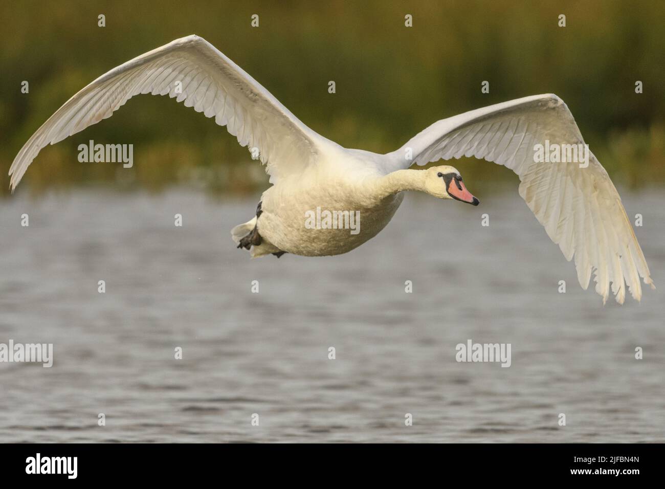 France, Somme, Baie de Somme, Le Crotoy, Mute Swan (Cygnus olor) flying Stock Photo