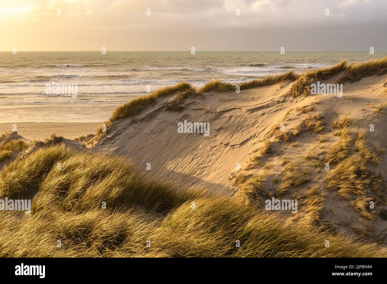 France, Somme, Baie de Somme, Saint-Valery-sur-Somme, The dunes of Marquenterre between Fort-Mahon and the Baie d'Authie at sunset Stock Photo