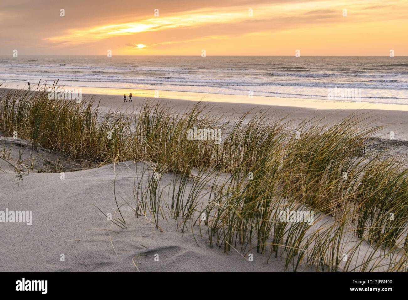 France, Somme, Fort-Mahon, the Marquenterre dunes between Fort-Mahon and the Baie d'Authie at sunset Stock Photo