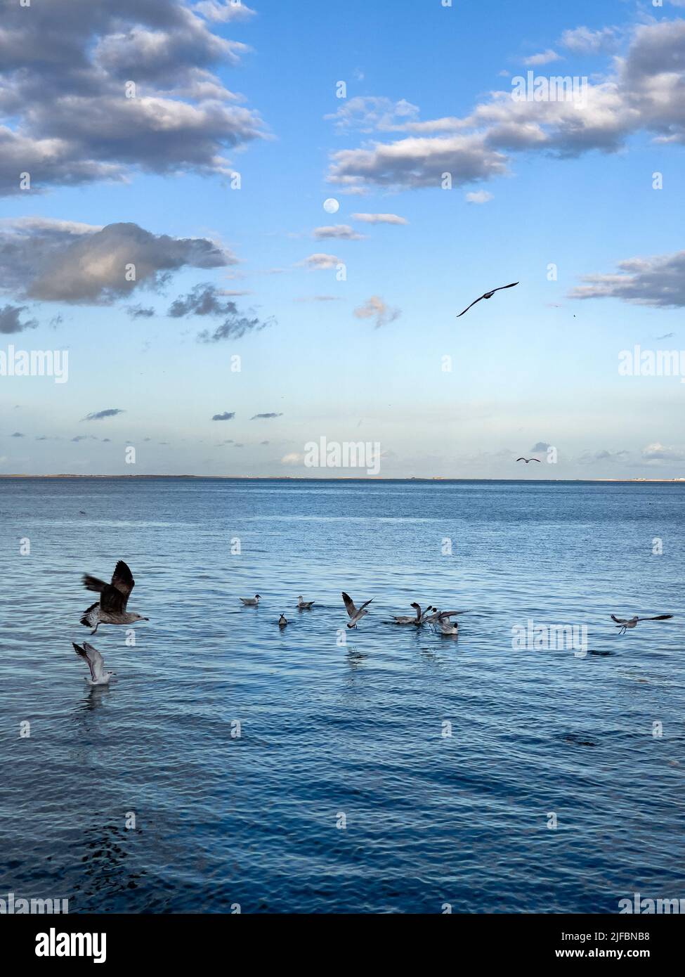 Flock of seagull birds fly over the sea Stock Photo - Alamy