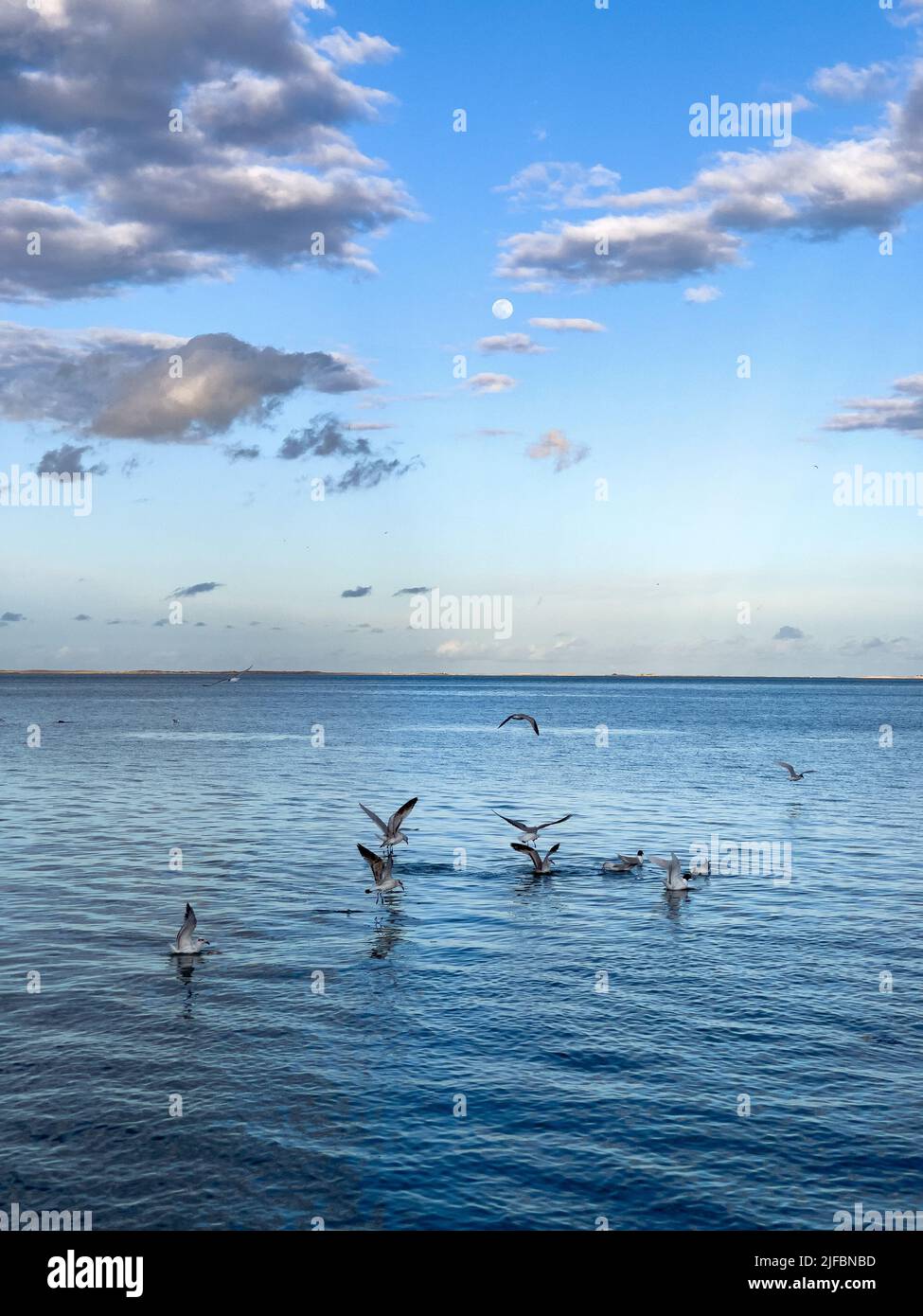 Flock of seagull birds fly over the sea Stock Photo - Alamy