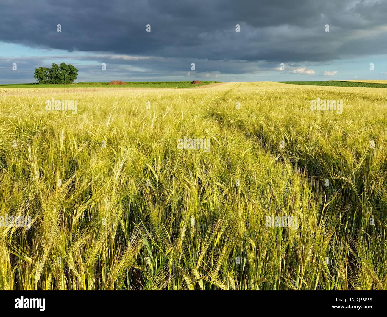 An extensive green meadow on a cloudy day Stock Photo