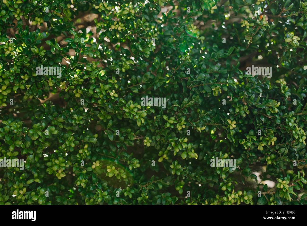 Green background of boxwood leaves Stock Photo Alamy