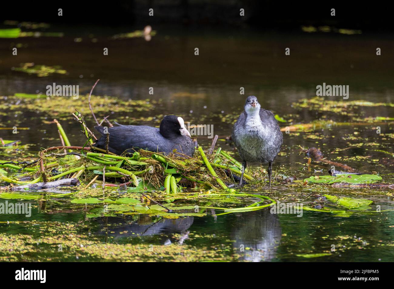 Adult Coot on the nest with a juvenile Coot. Stock Photo