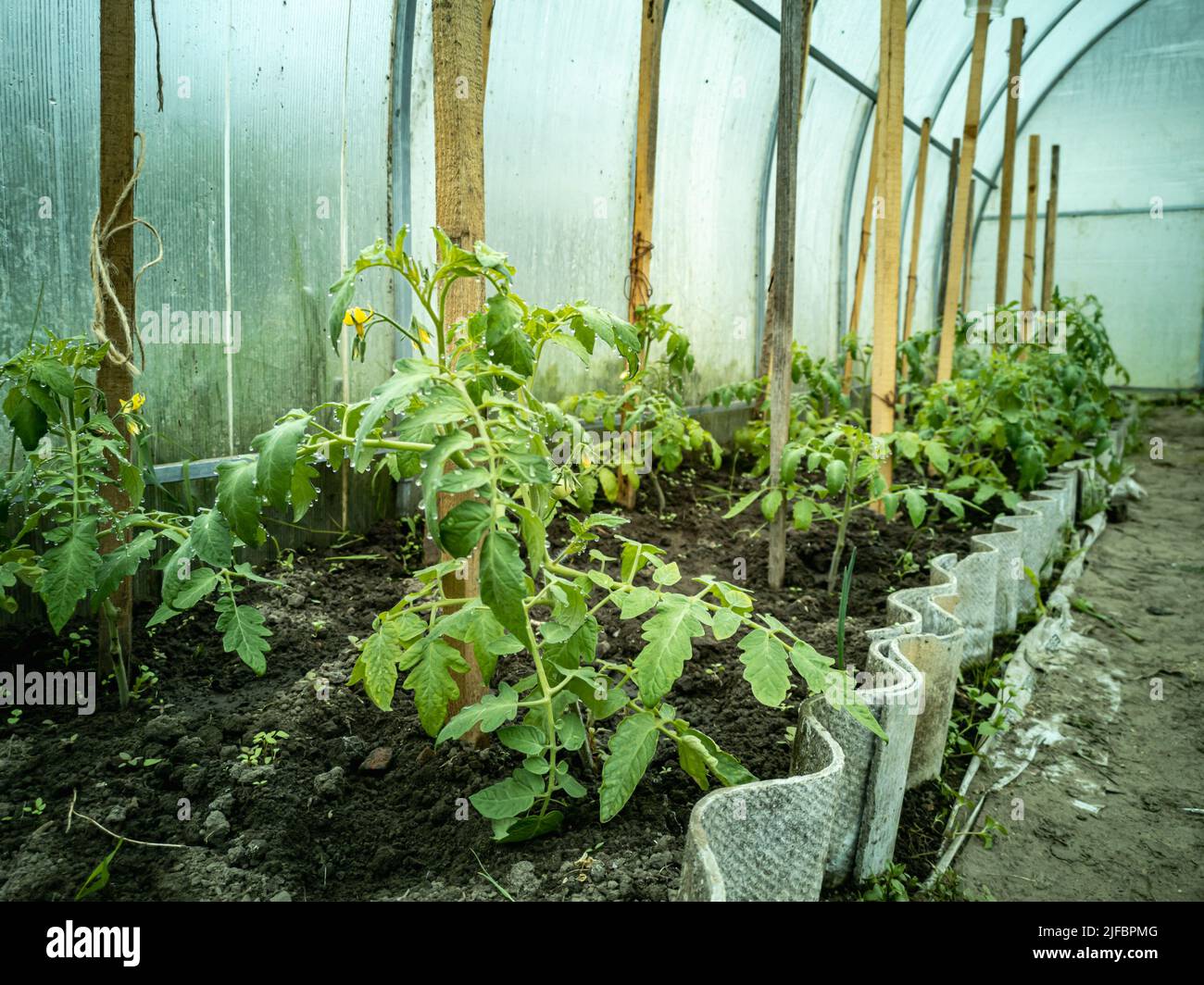 Tomato seedlings in a greenhouse. Growing greenhouse fruit plants Stock ...