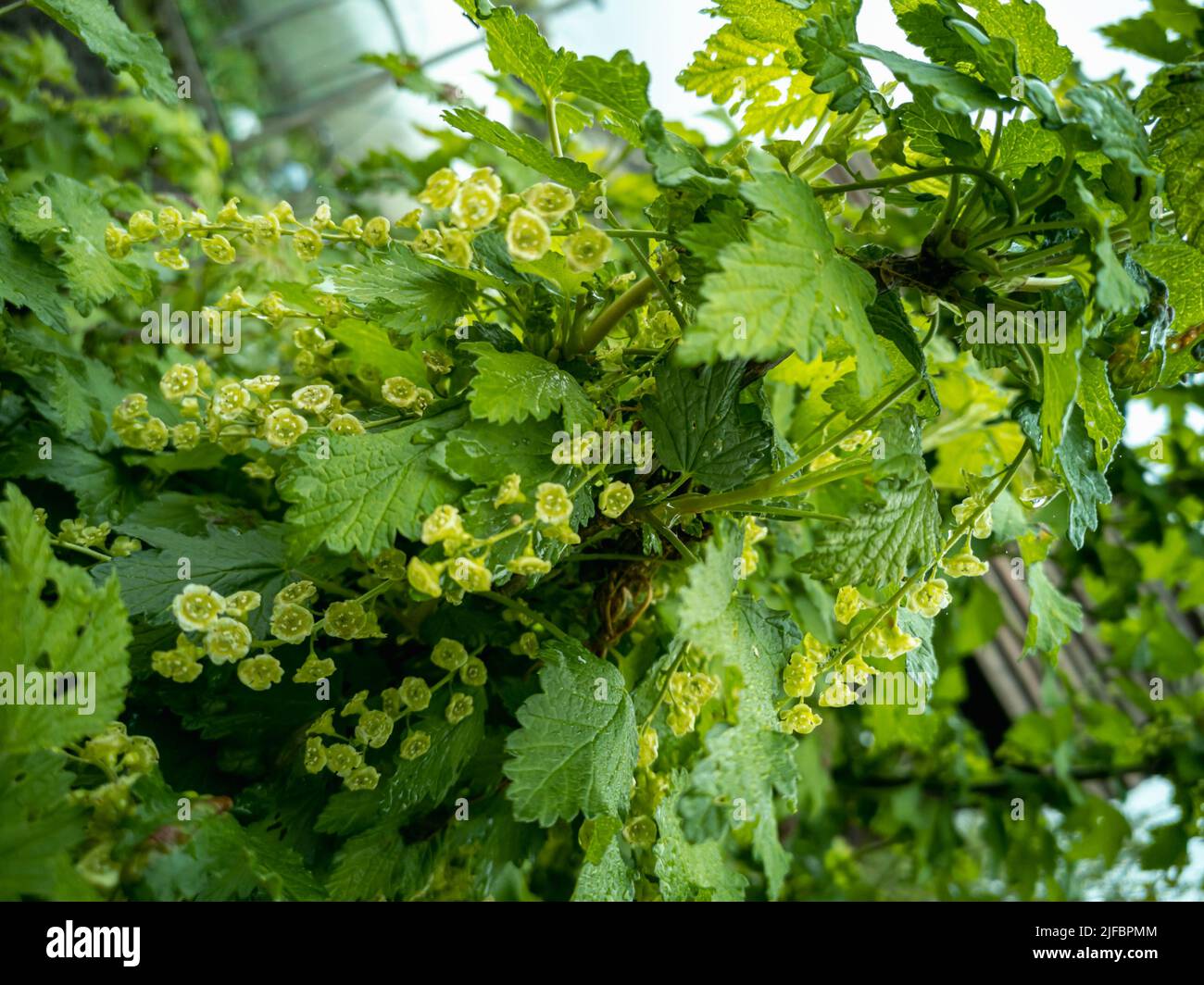Blooming white currant fruit bush Ribes niveum. Stock Photo