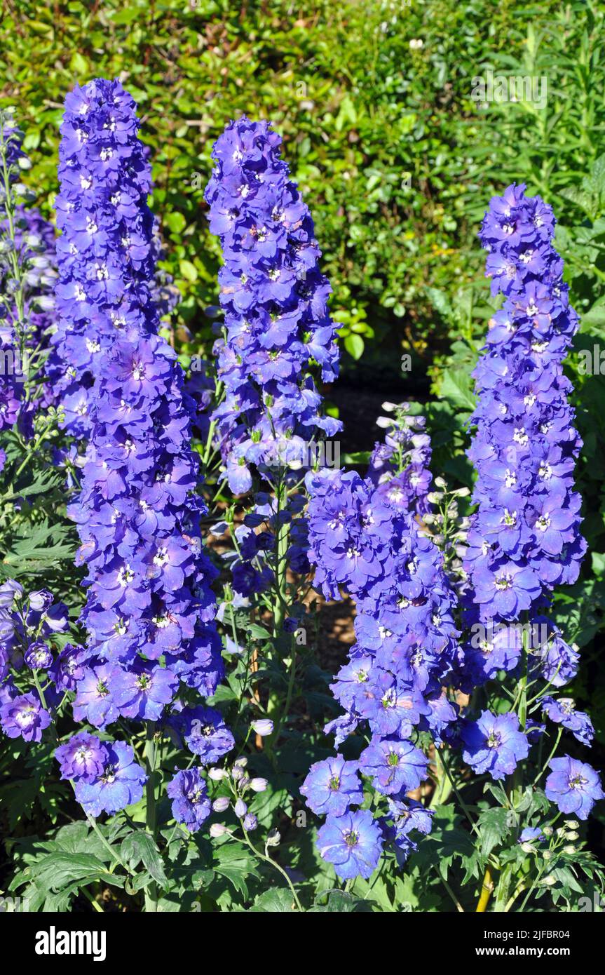 Purple delphinium flowers hi-res stock photography and images - Alamy