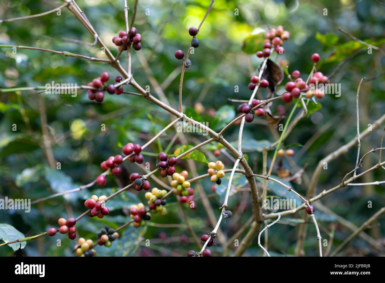 Fresh coffee fruits on the tree, plantation of north Thailand near the Mae Kampong village Stock Photo