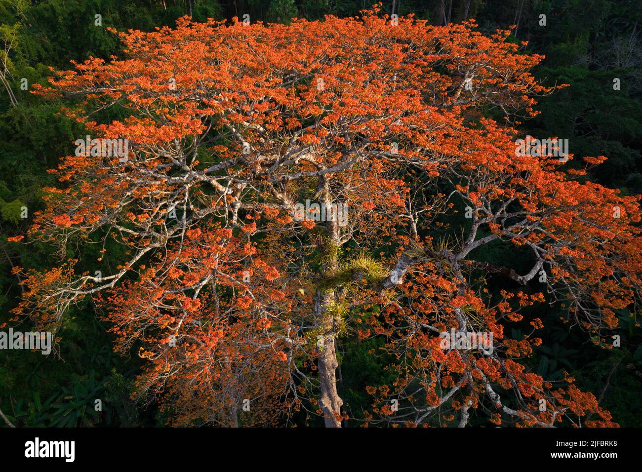 Aerial view of a large Pterocymbium macranthum tree in full blossom, Chiang dao rainforest, Thailand Stock Photo