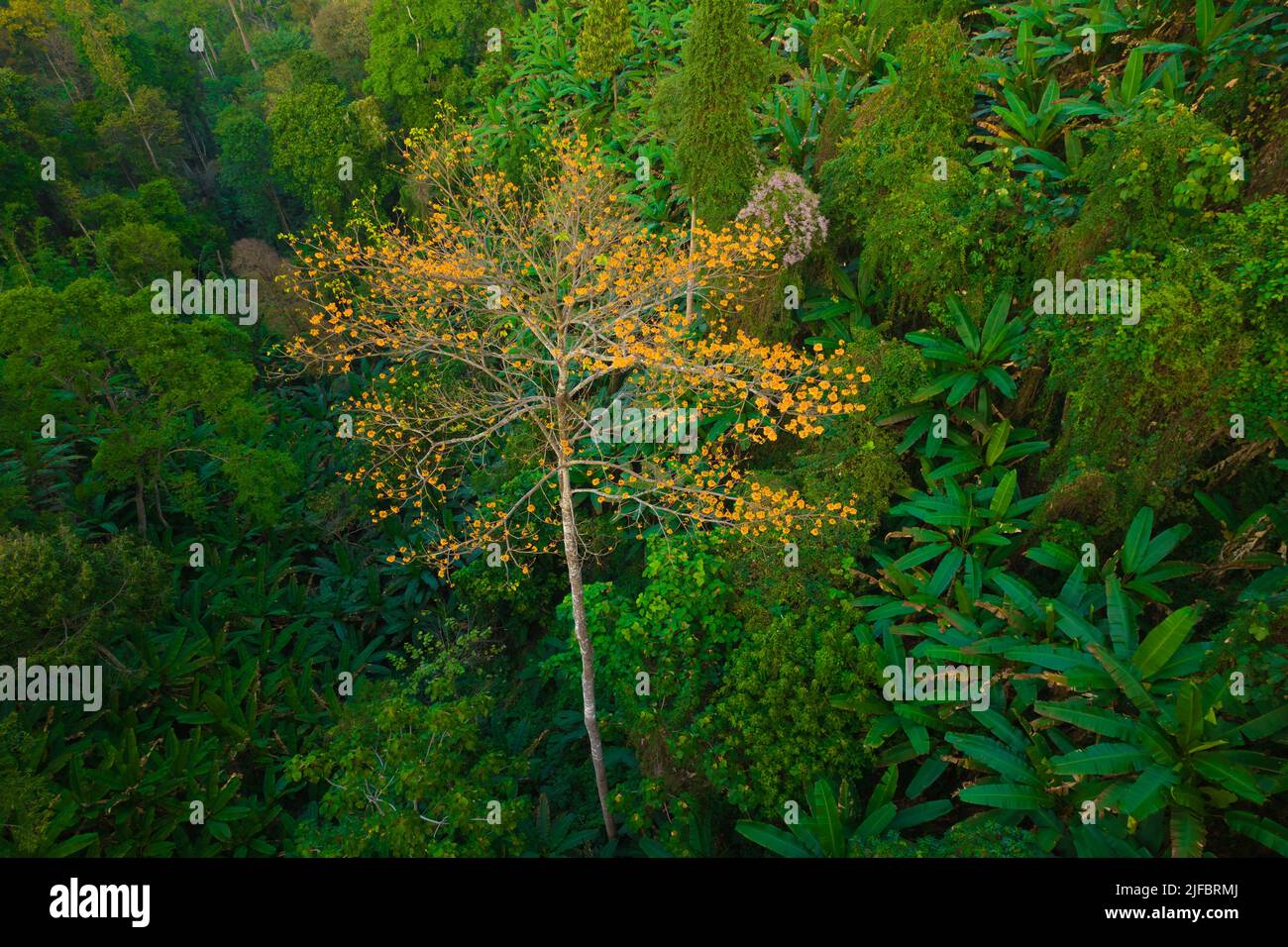 Aerial view of a young Pterocymbium macranthum tree in full blossom, Chiang dao rainforest, Thailand Stock Photo
