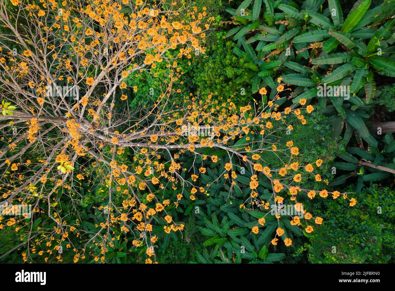 Aerial top view of a Pterocymbium macranthum. tree in full blossom, Chiang dao rainforest, Thailand Stock Photo